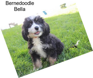 Bernedoodle Bella