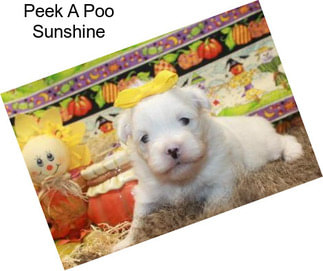 Peek A Poo Sunshine