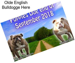 Olde English Bulldogge Here