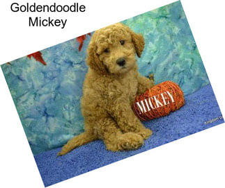 Goldendoodle Mickey