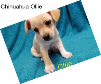 Chihuahua Ollie