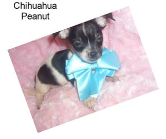 Chihuahua Peanut