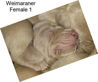 Weimaraner Female 1