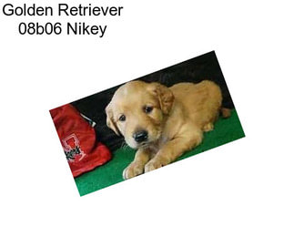 Golden Retriever 08b06 Nikey