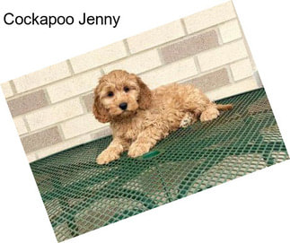 Cockapoo Jenny