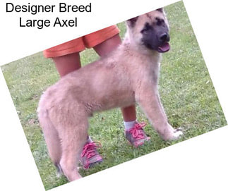 Designer Breed Large Axel