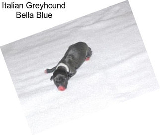 Italian Greyhound Bella Blue