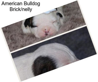 American Bulldog Brick/nelly