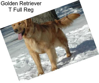 Golden Retriever T Full Reg