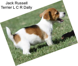 Jack Russell Terrier L C R Dally