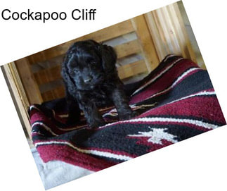 Cockapoo Cliff