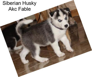 Siberian Husky Akc Fable