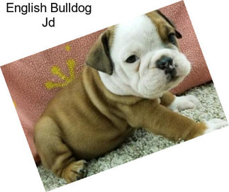 English Bulldog Jd