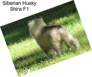 Siberian Husky Shira F1