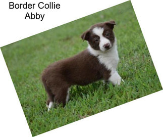 Border Collie Abby
