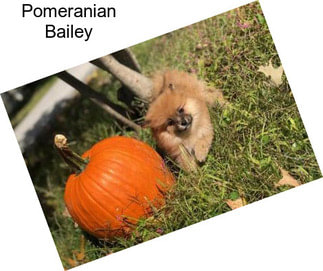 Pomeranian Bailey