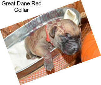 Great Dane Red Collar