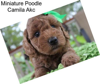 Miniature Poodle Camila Akc