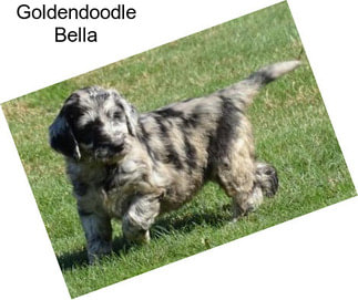 Goldendoodle Bella