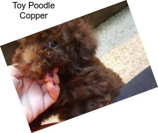 Toy Poodle Copper