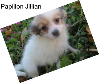 Papillon Jillian