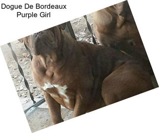 Dogue De Bordeaux Purple Girl