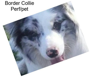 Border Collie Perf/pet