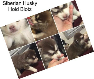 Siberian Husky Hold Blotz