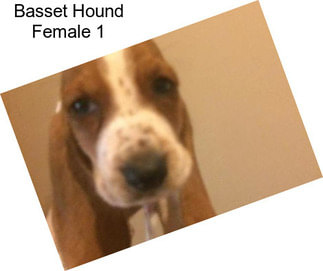 Basset Hound Female 1