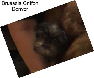 Brussels Griffon Denver