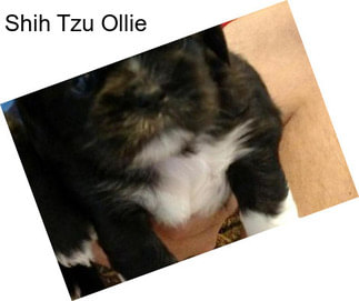 Shih Tzu Ollie