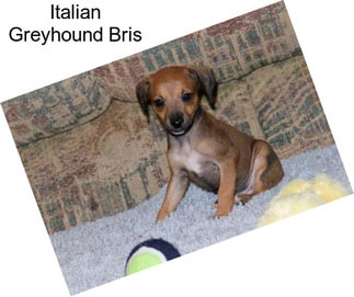 Italian Greyhound Bris