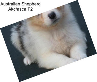 Australian Shepherd Akc/asca F2