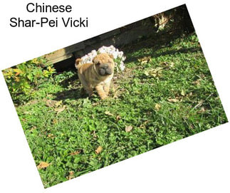 Chinese Shar-Pei Vicki