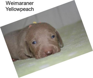 Weimaraner Yellowpeach
