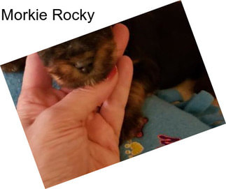 Morkie Rocky