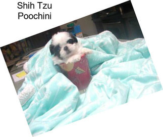 Shih Tzu Poochini