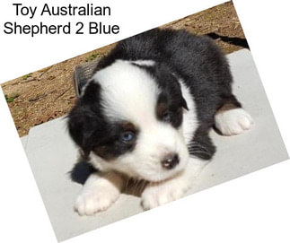 Toy Australian Shepherd 2 Blue