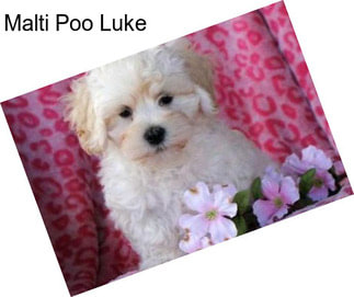 Malti Poo Luke