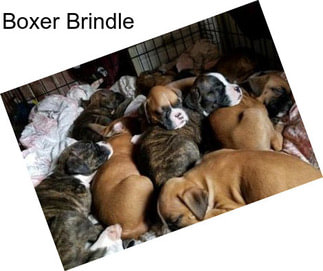 Boxer Brindle