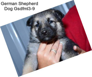 German Shepherd Dog Gsdfml3-9