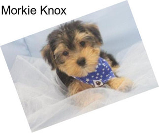 Morkie Knox