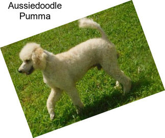 Aussiedoodle Pumma