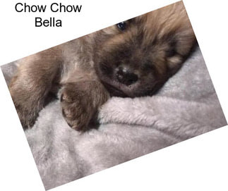 Chow Chow Bella
