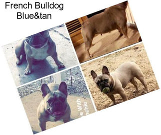 French Bulldog Blue&tan