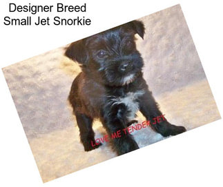 Designer Breed Small Jet Snorkie