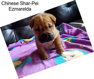 Chinese Shar-Pei Ezmarelda