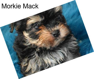 Morkie Mack