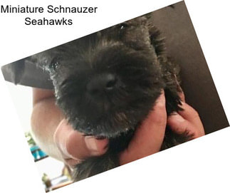 Miniature Schnauzer Seahawks