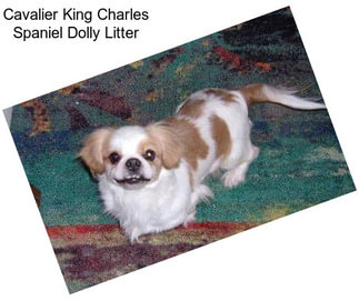 Cavalier King Charles Spaniel Dolly Litter